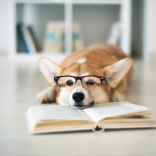 Pet Policy Image